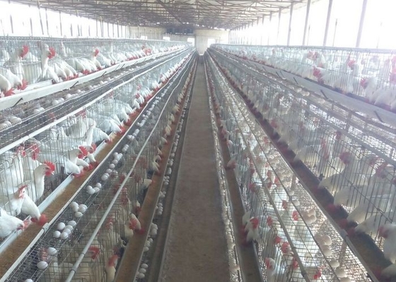 Тип h гальванизировал автоматическую клетку цыпленка laer птицефермы bettery для рынка Южной Африки