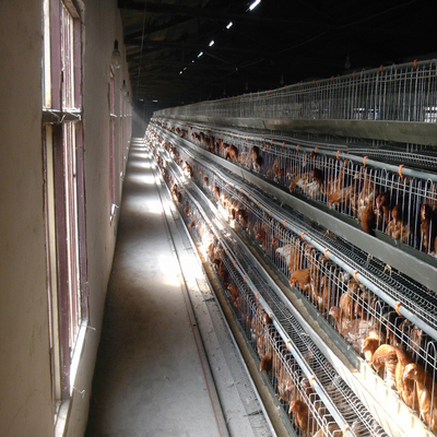 Коммерчески животная автоматическая клетка слоя цыпленка для оборудования птицефермы