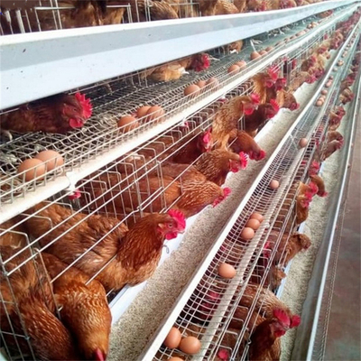 Гальванизированный провод 1.95м оборудования птицефабрики К235 клетки цыпленка слоя 160 птиц стальной