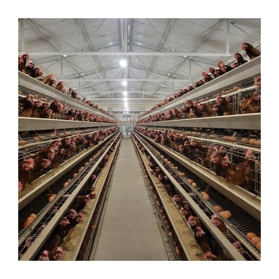 1 год гарантии слой куриные клетки автоматический питьевой для беззаботного сельского хозяйства