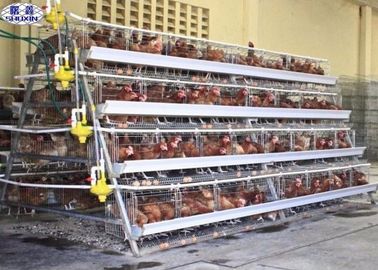 Клетка цыпленка слоя 10000 яя/клетка слоя птицефермы подгоняли обслуживание