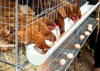 Клетка батареи цыпленка слоя яйца, система клетки слоя птицы кладя куриц фермы