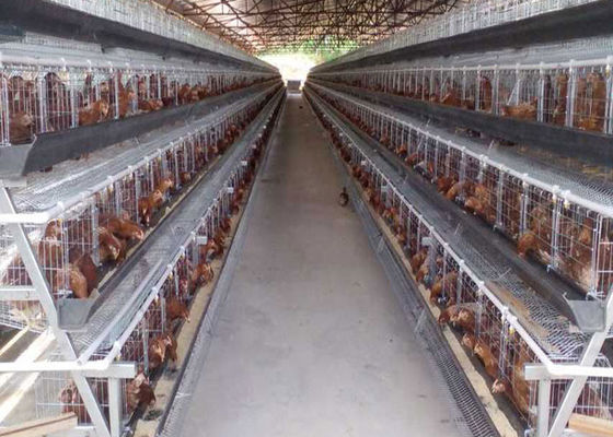 Ярусы автоматической системы Q235 4 наслаивают клетку цыпленка для фермы