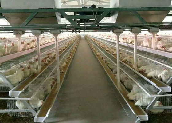 Автоматические клетки цыпленка птицы фермы батареи Q235