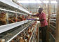 Клетка батареи слоя цыпленка яруса фермы 4 Танзании, птица арретирует систему