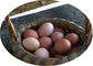 Ярусы яйца 4 батареи наслаивают клетку цыпленка с фидером
